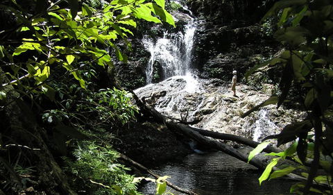 Blackbutt Walking Track - Accommodation Coffs Harbour 2
