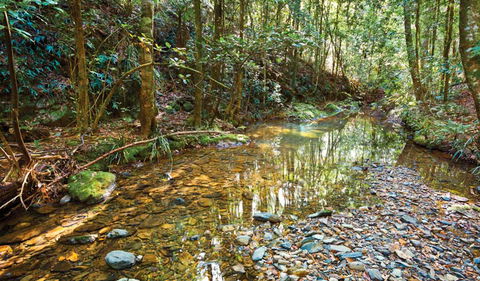 Blackbutt Walking Track - Accommodation Coffs Harbour 3