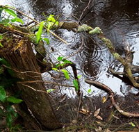 Mogo Bushwalk - Accommodation Coffs Harbour