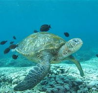 Flinders Reef Dive Site - Accommodation Coffs Harbour