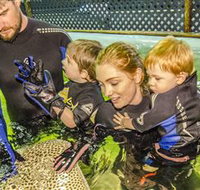 Irukandji Shark and Ray Encounters - Accommodation Coffs Harbour