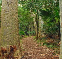 Depot Beach Rainforest walk - Accommodation Coffs Harbour