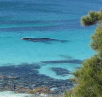 Jervis Bay Marine Park - Accommodation Coffs Harbour