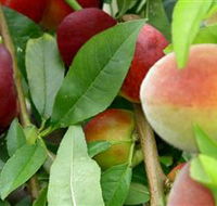 Fruit Salad Tree Company - Accommodation Coffs Harbour