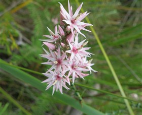 Booderee National Park: Green Patch And Telegraph Creek Walking Tracks - Accommodation Coffs Harbour 5