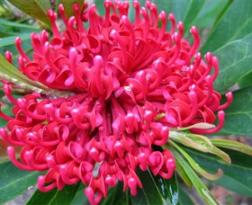 Booderee National Park: Green Patch And Telegraph Creek Walking Tracks - Accommodation Coffs Harbour 3