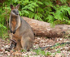 Booderee National Park: Green Patch And Telegraph Creek Walking Tracks - Accommodation Coffs Harbour 7