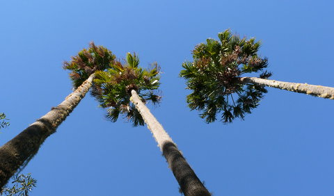 Plateau Circuit Loop Trail - Accommodation Coffs Harbour 1