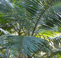 Bangalore Falls walking track - Accommodation Coffs Harbour