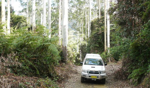 Bindarri National Park - Accommodation Coffs Harbour 2