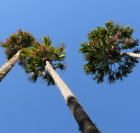 Bindarri National Park - Accommodation Coffs Harbour