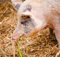 Djanbung Permaculture Gardens - Accommodation Coffs Harbour