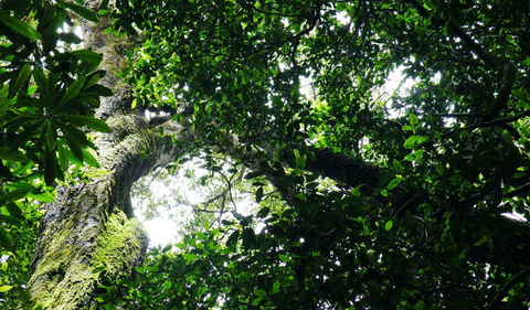 Wollumbin National Park - Accommodation Coffs Harbour 1
