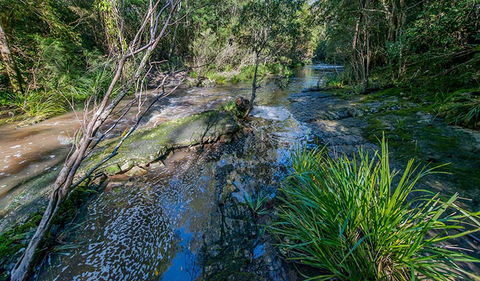 Dawson River Walking Track - Accommodation Coffs Harbour 0