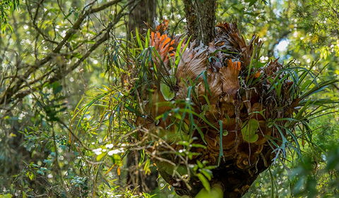 Brimbin Picnic Area - Accommodation Coffs Harbour 3