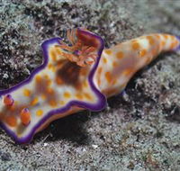 Curtain Artificial Reef Dive Site - Accommodation Coffs Harbour