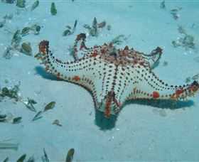 The Pines Dive Site - Accommodation Coffs Harbour 0