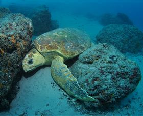 The Pines Dive Site - Accommodation Coffs Harbour 3