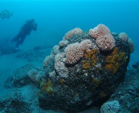 The Pines Dive Site - Accommodation Coffs Harbour 2