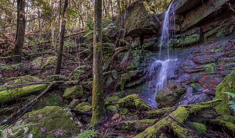 Coorabakh National Park - Accommodation Coffs Harbour 0
