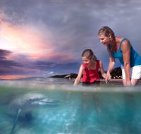 Tangalooma Dolphin Feeding - Accommodation Coffs Harbour