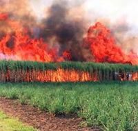 Reeves Family Sugar Cane Farm - Accommodation Coffs Harbour