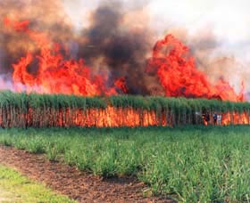 Reeves Family Sugar Cane Farm - Accommodation Coffs Harbour 0