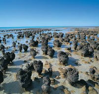 Hamelin Pool Stromatolites - Accommodation Coffs Harbour