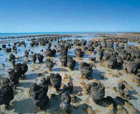 Hamelin Pool Stromatolites - Accommodation Coffs Harbour 0