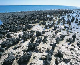Hamelin Pool Stromatolites - Accommodation Coffs Harbour 1