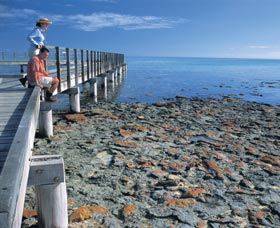 Hamelin Pool Stromatolites - Accommodation Coffs Harbour 3