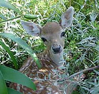 Mesopotamia Lodge Deer Park - Accommodation Coffs Harbour