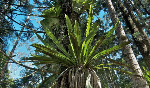 Whian Whian State Conservation Area - Accommodation Coffs Harbour 0