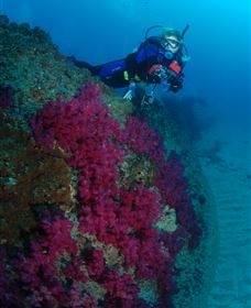 Aarhus Dive Site - Accommodation Coffs Harbour 2