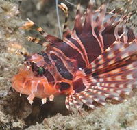The Seaway Dive Site - Accommodation Coffs Harbour