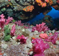 Cherubs Cave Dive Site - Accommodation Coffs Harbour
