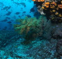 Henderson Rock Dive Site - Accommodation Coffs Harbour