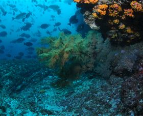 Henderson Rock Dive Site - Accommodation Coffs Harbour 0