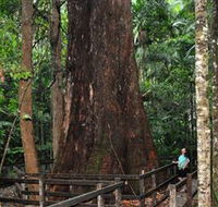 Bird Tree and Benaroon - Accommodation Coffs Harbour