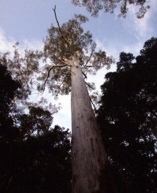 Orara East State Forest - Accommodation Coffs Harbour 3