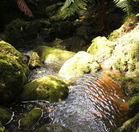 South East Forests National Park - Accommodation Coffs Harbour