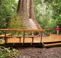 Burrawan State Forest - Accommodation Coffs Harbour