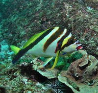 Palm Beach Reef Dive Site - Accommodation Coffs Harbour