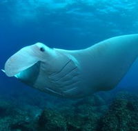 Manta Bommie Dive Site - Accommodation Coffs Harbour