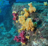 Shag Rock Dive Site - Accommodation Coffs Harbour