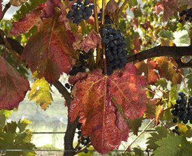 Mimosa Wines - Accommodation Coffs Harbour 1