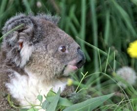 Koala Hospital - Accommodation Coffs Harbour 0