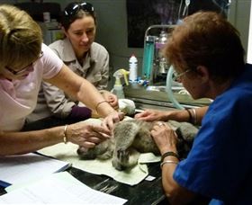 Koala Hospital - Accommodation Coffs Harbour 2