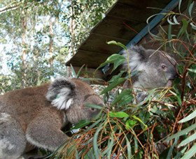 Koala Hospital - Accommodation Coffs Harbour 7