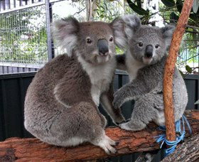 Koala Hospital - Accommodation Coffs Harbour 5